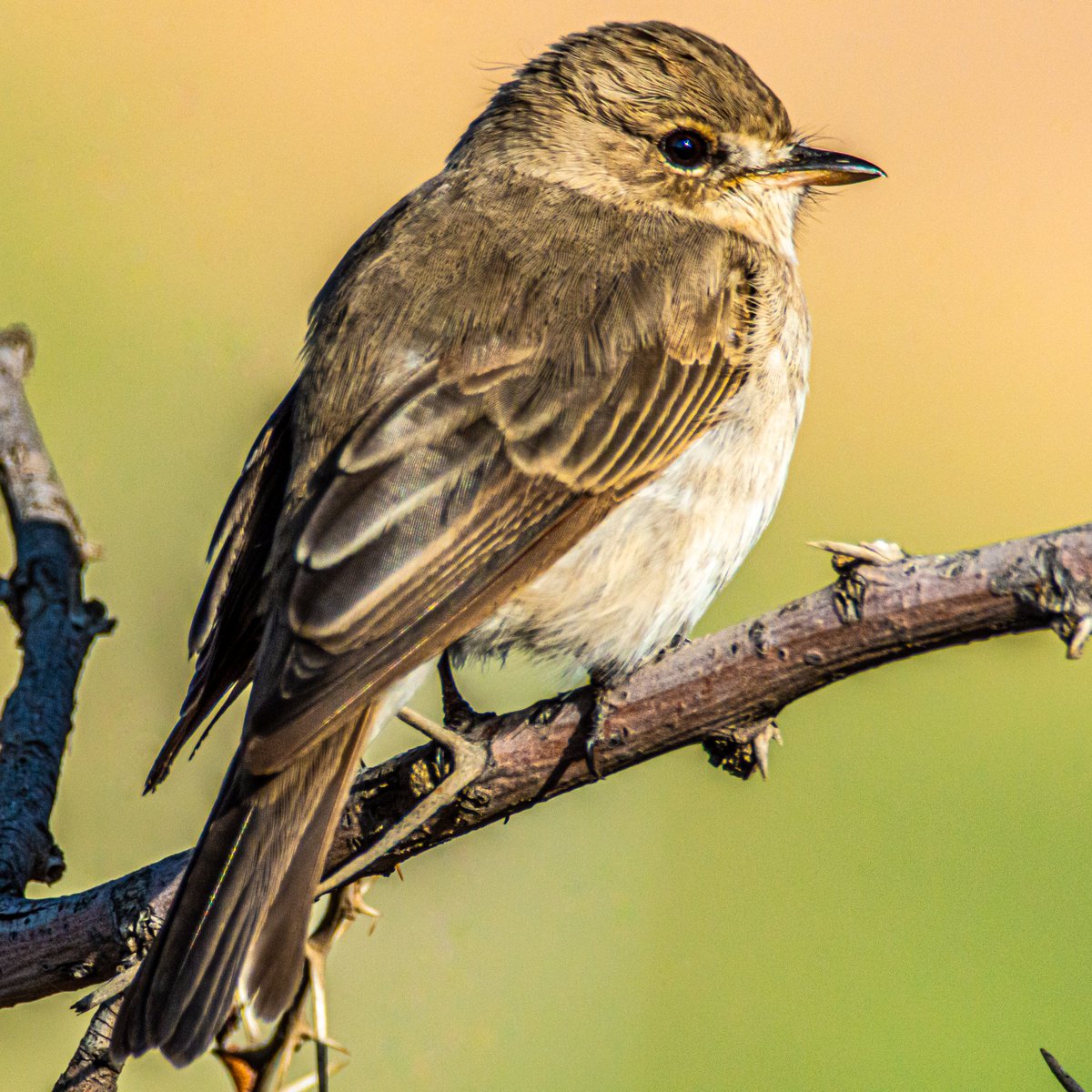 FutureMediaPK's tweet photo. Gambaga Flycatcher
Arabic: خاطف الذباب الجامباغي

Location: Ash #Shafa #AlShafa #Taif #Makkah Region #SaudiArabia
الموقع: #شفا #الشفا #الطائف منطقة #مكة #السعودية

#birds #birding #wildlife #photography #travelblogger #traveling #beauty #photo #beautiful @SaudiMagazine @IASArabia https://t.co/YglOJhSFQP
