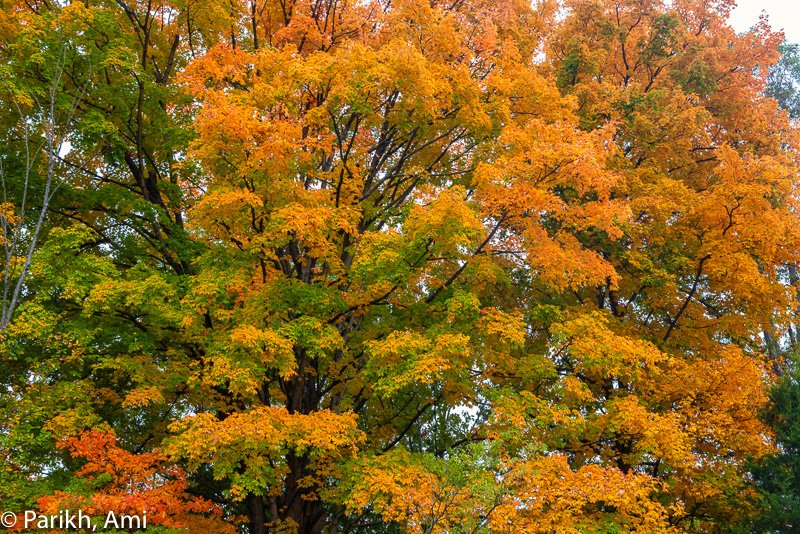 mitgirl6's tweet photo. From Sharon Woods past weekend...more pics in the reply tweet below #fallfoliage #canonphotography #cincywx @local12 @wlwt #hamiltoncountyparks #hamiltoncounty #cincinnati #woods #forest #picture #photos #photography #eosr5 https://t.co/DwlnsQPlmv