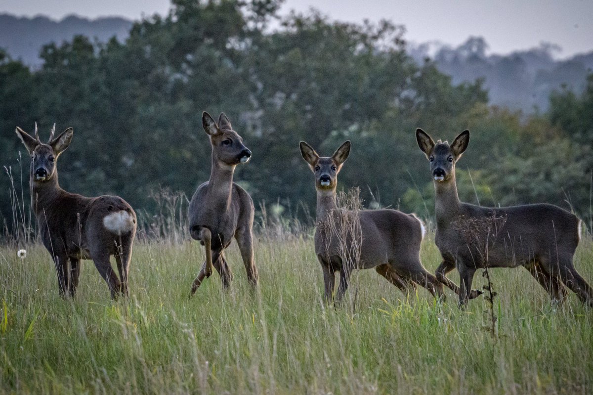 SW_PhotoNature's tweet photo. Lovely encounter with a family of Roe deer just as the light was fading...
#deer #roedeer @NorfolkWT #countryfile #BBCWildlifePOTD #BBCWildlifemag #klmagazine #WildlifePhotography #Norfolk https://t.co/Tmn534fMXC
