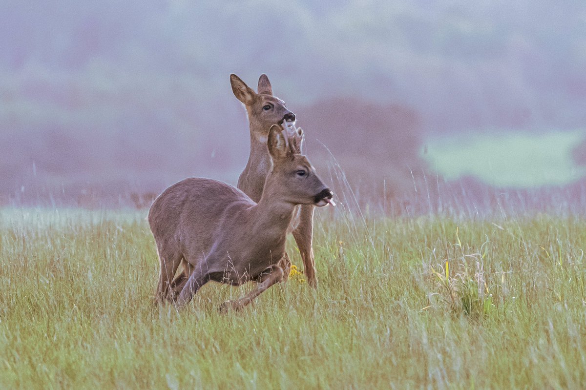 SW_PhotoNature's tweet photo. Lovely encounter with a family of Roe deer just as the light was fading...
#deer #roedeer @NorfolkWT #countryfile #BBCWildlifePOTD #BBCWildlifemag #klmagazine #WildlifePhotography #Norfolk https://t.co/Tmn534fMXC