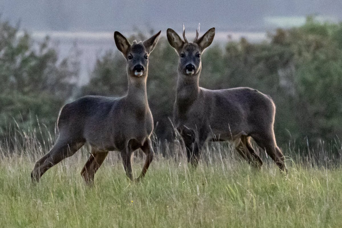 SW_PhotoNature's tweet photo. Lovely encounter with a family of Roe deer just as the light was fading...
#deer #roedeer @NorfolkWT #countryfile #BBCWildlifePOTD #BBCWildlifemag #klmagazine #WildlifePhotography #Norfolk https://t.co/Tmn534fMXC