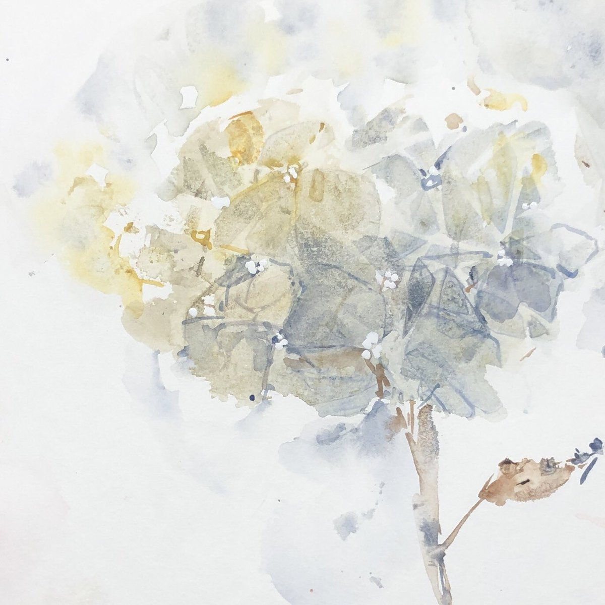 till testing color combinations for my Hydrangea on canvas plan. I have some very lovely grey tones from Sennelier and use also Daniel Smith watercolor ground gold

#studioday #cantstoppainting #workinprogress #testingcolors #watercolourinspiration #watercolourartists #aquarelle