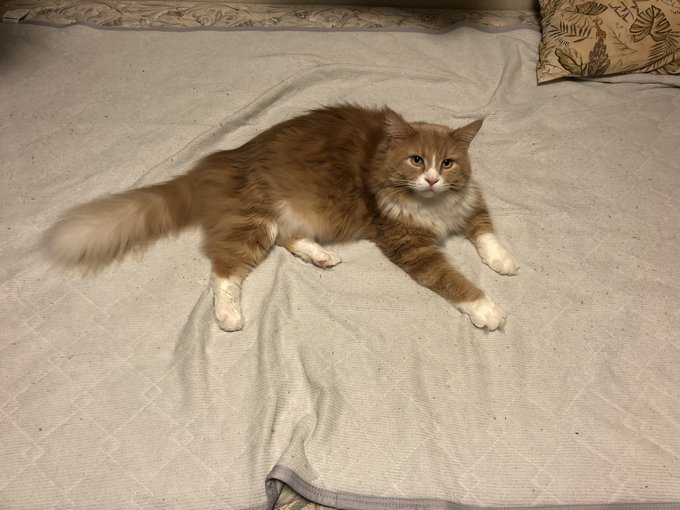 メインクーンのtwitterイラスト検索結果