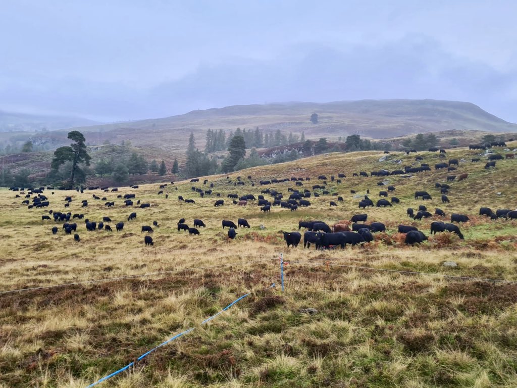 <a href="/RockOnSoils/">RockOnSoils</a> host farmer <a href="/AlexanderBrews2/">Alexander Brewster</a> cattle are integral to his soil management. Hear more at the @FarmC02Toolkit soil farmer of the year winner’s virtual farm walk - next Tuesday 20 Oct 1:30pm. Oh, and there’s a session on RockOnSoils too 😊 eventbrite.co.uk/e/farm-walk-wi…