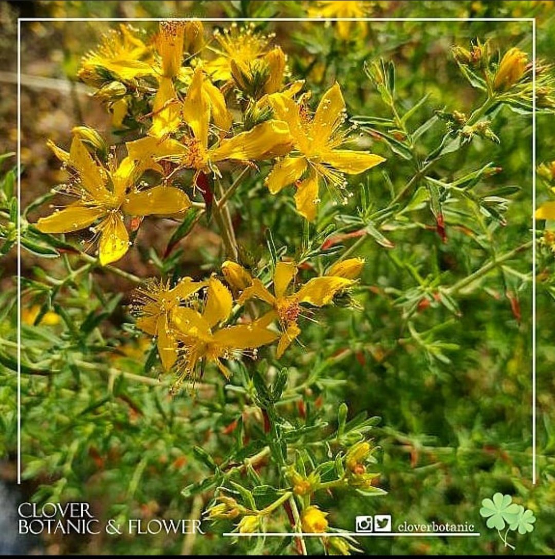 Cloverbotanic's tweet photo. Hypericum perforatum l #SarıKantaron
📏30 - 80 cm yüksekliğe erişebilmektedir.
💩Her türlü toprakta #sağlıklı gelişim gösterir. ☀️Kuraklığa dayanıklı olup, kışın donlardan etkilenmez.
🌿#Bahçe ve #saksı yetiştiriciliğine uygundur. 
🌱Tohumu alınarak nesli devam ettirilebilir https://t.co/H996ZjTLK3