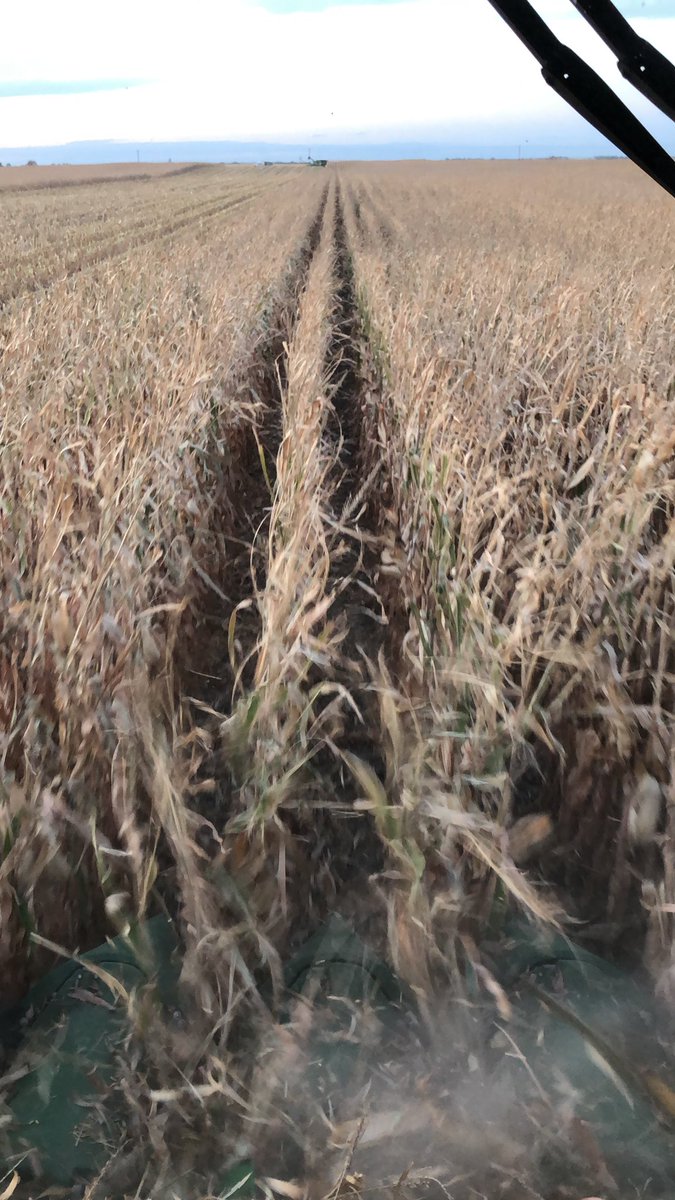 Jared Bultje (@gunslingerguys) on Twitter photo Haven’t had Pioneer in a couple years. Still kicks ass everywhere we put it. P0046 is beating the other brand by 40 bushel an acre. <a href="/PioneerSeeds/">Pioneer Seeds U.S.</a> Haven’t had Pioneer in a couple years. Still kicks ass everywhere we put it. P0046 is beating the other brand by 40 bushel an acre. <a href="/PioneerSeeds/">Pioneer Seeds U.S.</a>