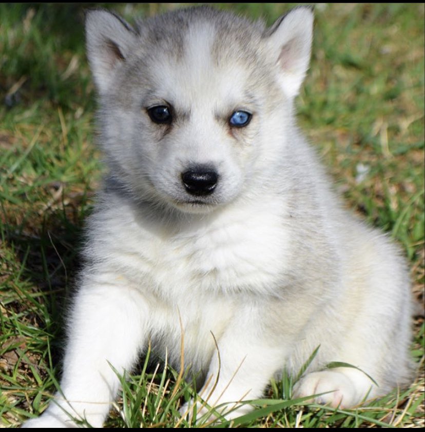 Austin Lucke tweet media