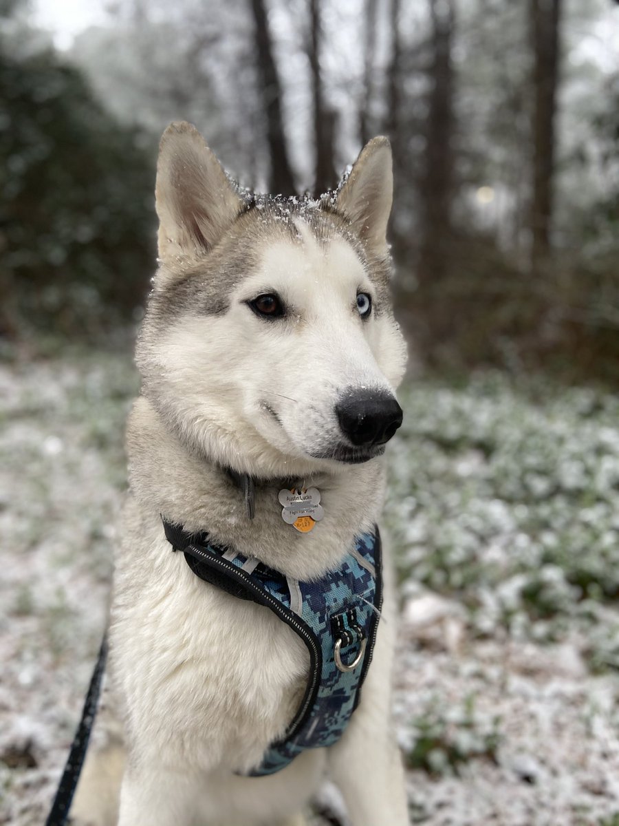 Austin Lucke tweet media