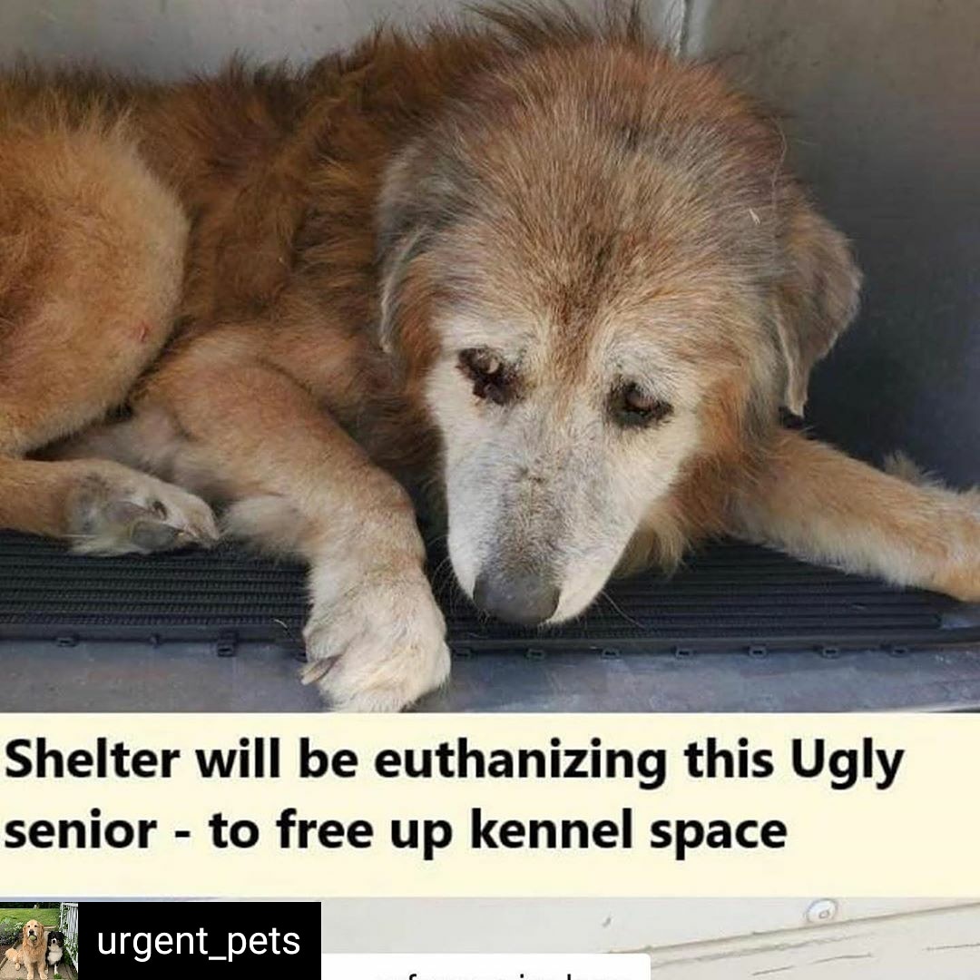 🆘️URGENT!
Reposted @urgent_pets (IG)
#Texas to be killed
~10 yrs
42 lbs
#ADOPT acsadoptions@sanantonio.gov
#FOSTER #RESCUE placement@sanantoniopetsalive.org acsrescue-foster@sanantonio.gov
Animal Care Services
4710 Hwy 151 
#SanAntonio TX 78227
210-207-4PET
ID #A585450
#retweet
