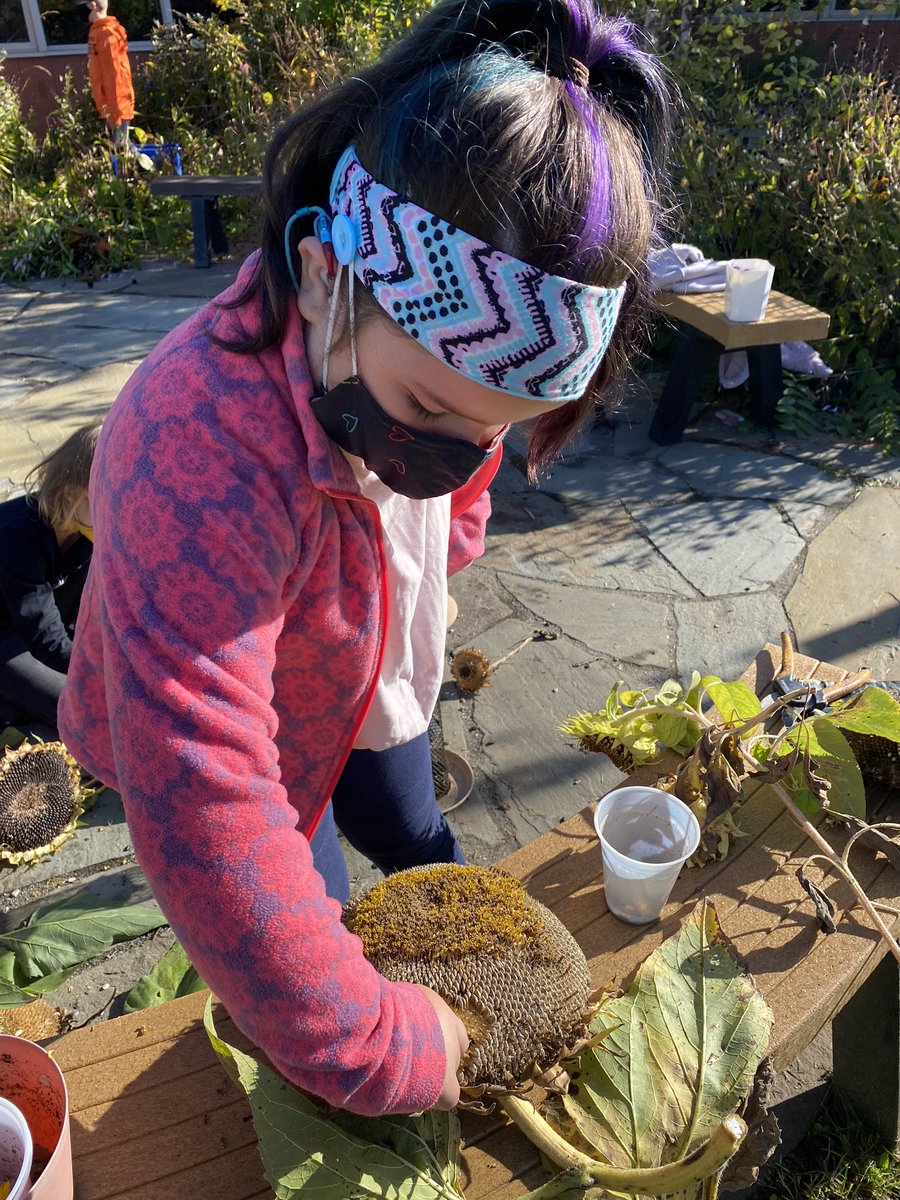 Carefully picking out sunflower seeds to put in feeders for the birds 🌻 #beartavernpride <a href="/EAFinnegan/">Betsy Finnegan</a>