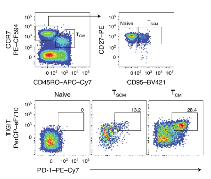 mmw_lmw's tweet photo. #Stem_Like CD8+ #Memory_T_cell Progenitors | Two subsets with distinct fate commitments in humans | Enrico Lugli @HumanitasMilano @NatImmunol https://t.co/eJUgZwFitB https://t.co/kMAiCayxeR