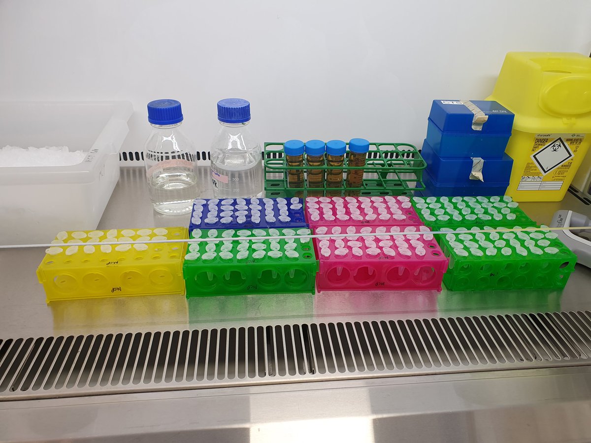 Hitting the lab running! 200 #Cryptosporidium excystations were set up today with <a href="/goldenpipette/">Mattie Christine Pawlowic</a>. Stay tuned for some exciting datasets! 🤞🤞#PawlowicLab #WomenInScience