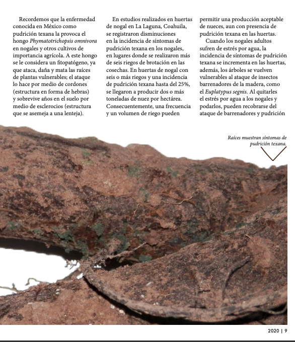 PIPNAC's tweet photo. Les compartimos el artículo "Pudrición texana en #nogal
#pecanero en México" publicado en #NuezSureña de @PecanSouth , por el Dr. José Alfredo Samaniego Gaxiola del @inifap. Disponible en: https://t.co/9VHZ3ITT0j #pecans #pecanas #pacanas https://t.co/2EwHqdntNj