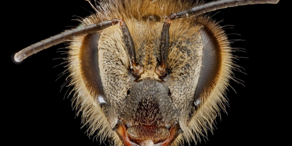 zooconomy's tweet image. A toxin in bee venom called melittin may prevent HIV. Melittin can kill HIV by poking holes into the virus's protective envelope.
#zooconomy #amazon #medicine #SaveOurPollinators #honeybees #bees #savethebees #beekeeper #apiary #bee #honeybee #beesofinstagram #pollinators #nature