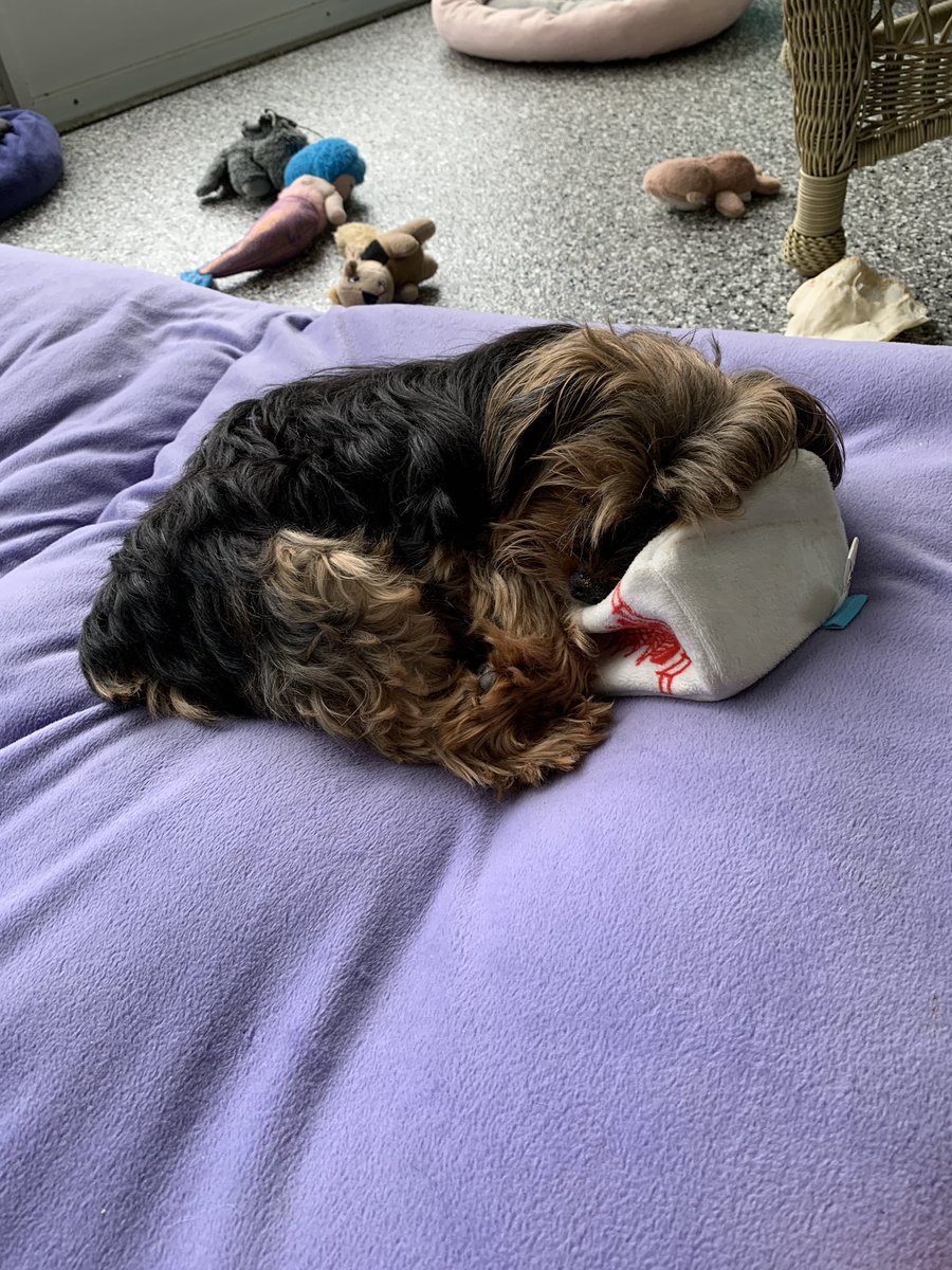 PorschaColville's tweet photo. @Keefler_Elf Barky van schnauzer :,) https://t.co/fmlHkvxu3Z