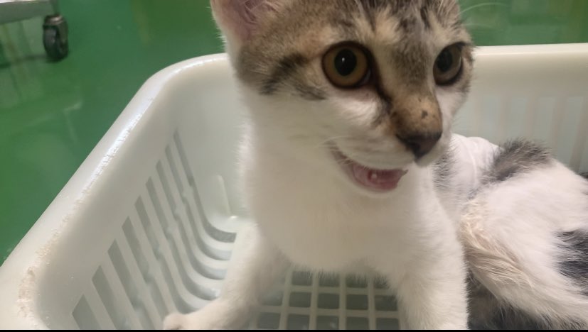 病院に行っていた記憶を取り戻し 分かりやすく拗ねている猫ちゃんが可愛い 猫様は世界を救う Togetter 病院に行っていた記憶を取り戻し 分かりやすく拗ねている猫ちゃんが可愛い 猫様は世界を救う Togetter