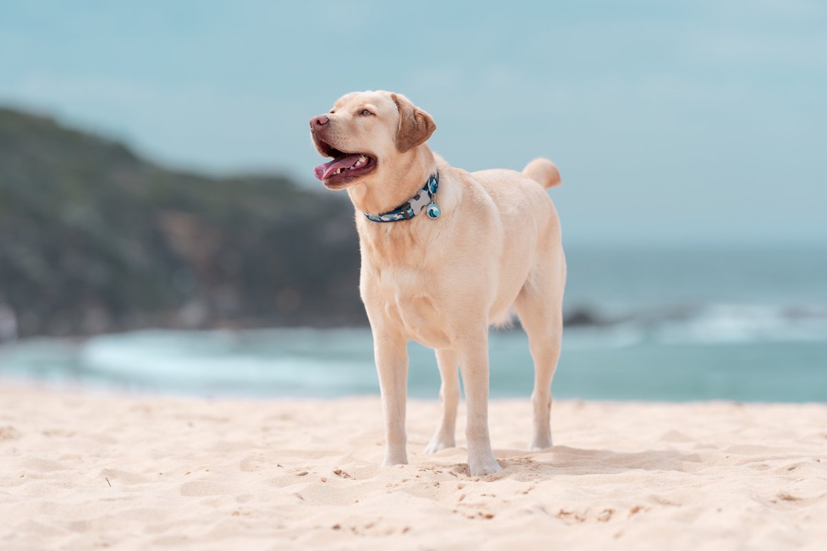 reddingo_'s tweet photo. Happiness is a dog at the beach 🌊🏄☀️
#reddingo #petadventure https://t.co/EG45RpqB0x