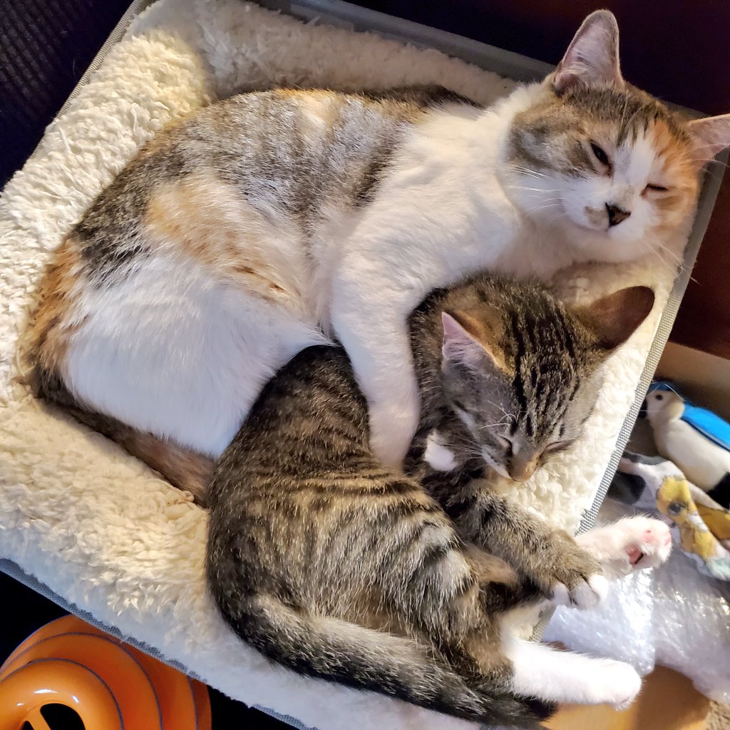 POfcats's tweet photo. This is my favorite. Chi time with husby in a big bed with kitty cuddles. They all run to the room when we actually have a night where we can have a movie date🤣 #family #CatsOfTwitter https://t.co/7LPZ5ti4y6