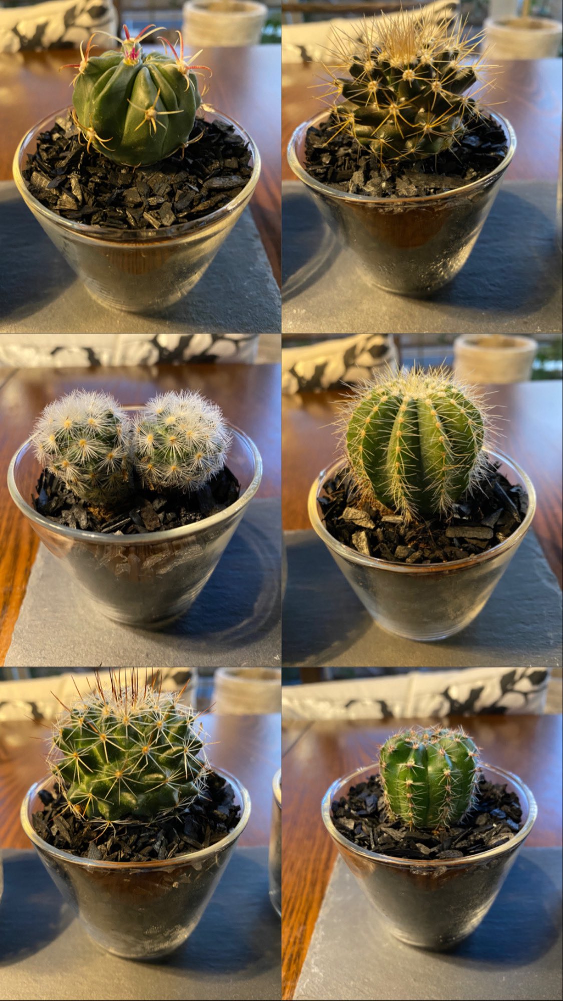 Yayoo サボテン植え替え٩ ۶ サボテン可愛い ˊ ˋ 周りの黒いのは木炭です サボテン サボテン植え替え 木炭 ハイドロカルチャー ハイドロカルチャー植え替え T Co Skqvc68wjm Twitter