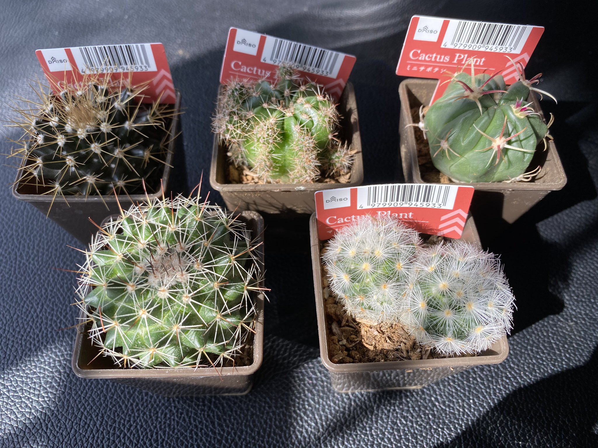Yayoo サボテン植え替え٩ ۶ サボテン可愛い ˊ ˋ 周りの黒いのは木炭です サボテン サボテン植え替え 木炭 ハイドロカルチャー ハイドロカルチャー植え替え T Co Skqvc68wjm Twitter