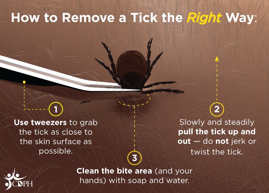 Here’s how to safely remove an attached #tick: cdc.gov/ticks/removing… #TicksSuck #PreventBites