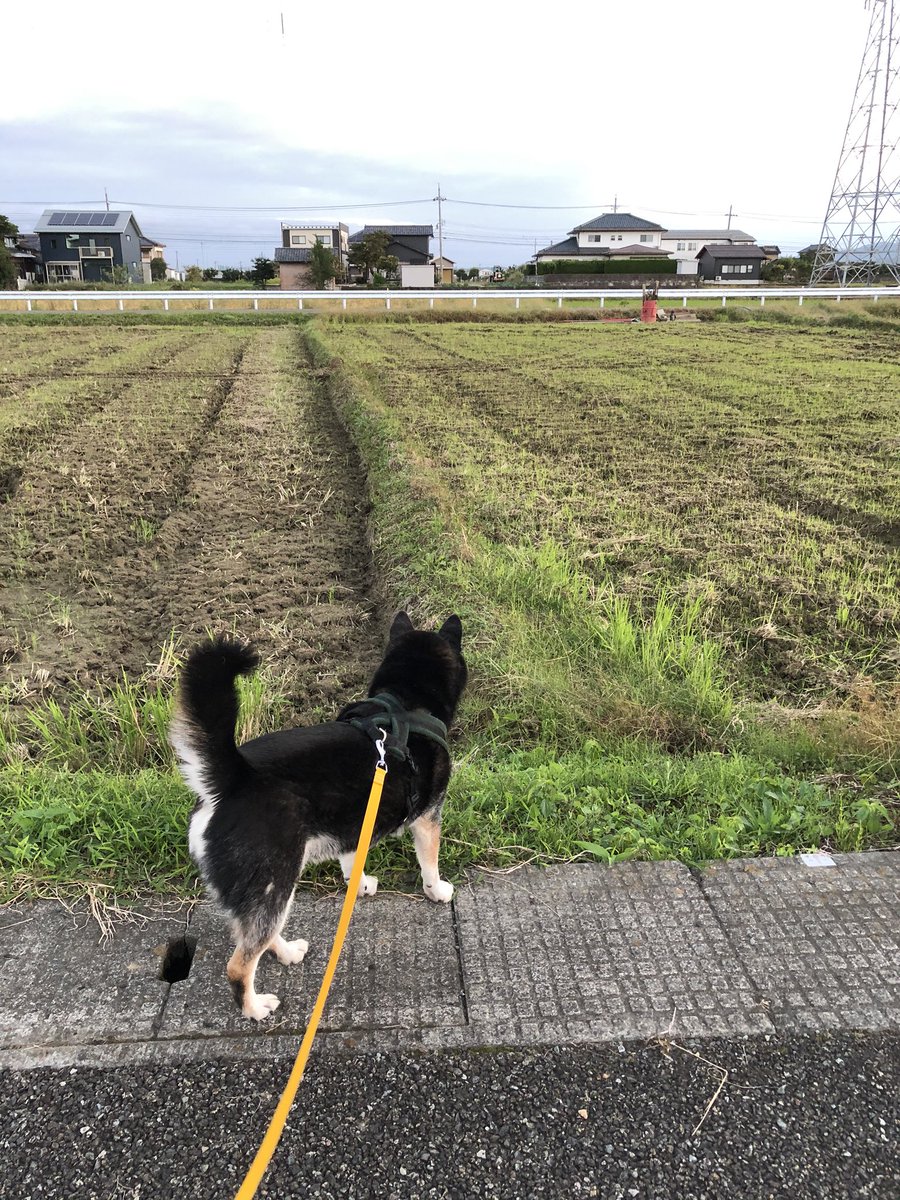 テンプル グランディ ン