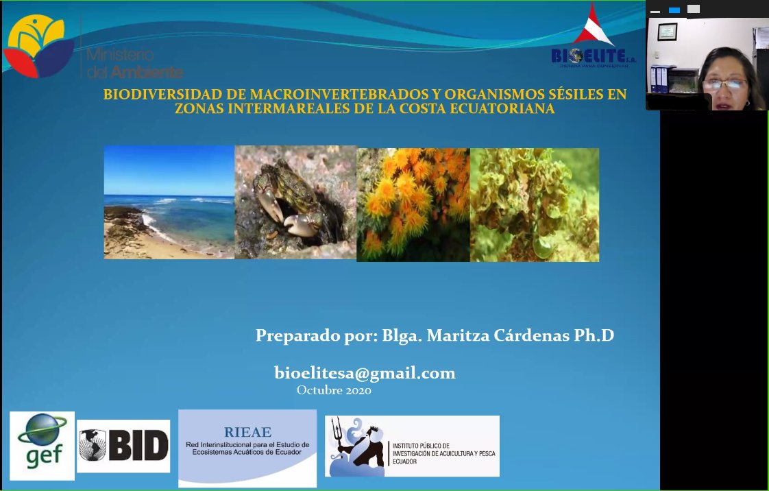 IpiapEcuador's tweet photo. ▶️AHORA| En el #Webinar “Actividades Productivas e Investigativas Asociadas a Biodiversidad”, Ph.D Maritza Cárdenas de #BIOELITE presenta su ponencia“Biodiversidad de macroinvertebrados y organismos sésiles en zonas intermareales de la costa ecuatoriana”@IpiapEcuador #RIEAE https://t.co/0CmpDhqO0a