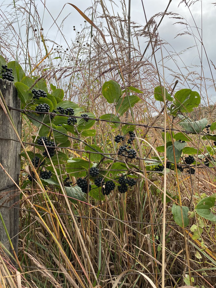 WeedyVerge's tweet photo. Heavily fruiting smilax or catbriar or green briar@or dammit vine (it has serious thorns). Smilax rotundifolia. A common hedgerow vine in this area of VA, weaving through trees and shrubs. #hedgerow #smilax #biodiversity https://t.co/IA2gDRkmX0
