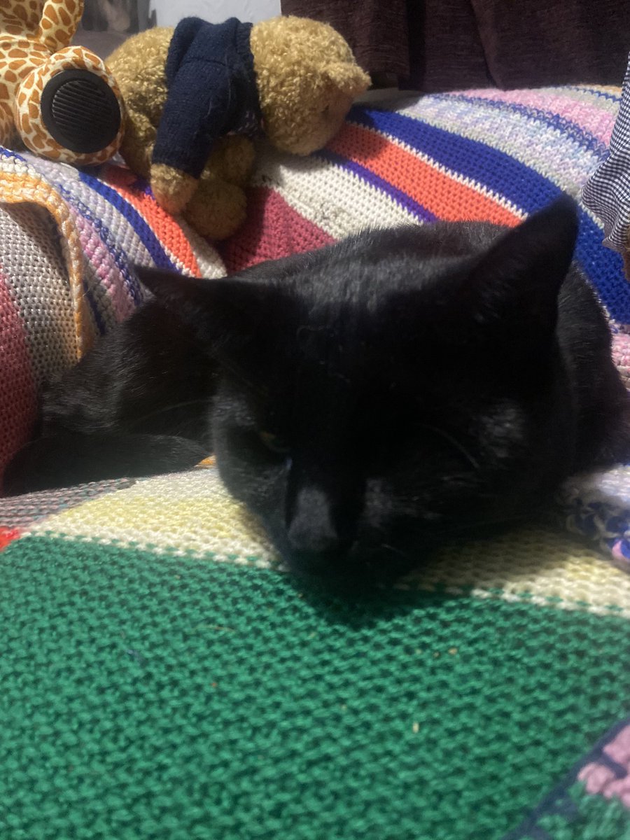 #whiskerswednesday I swear my human is starving me, I’ve only had two meals and biscuits today... no treats... oh and the extra tuna because she forgot she fed us.... but I need more