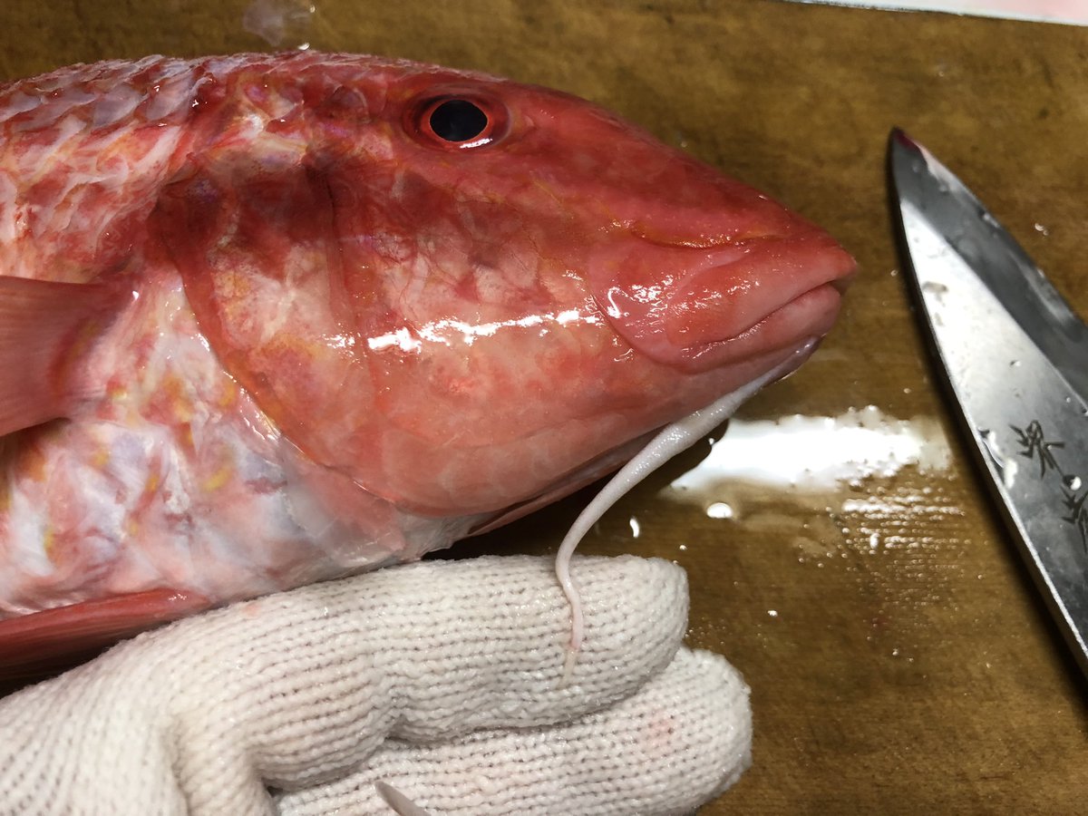 こまぞう オジサン スズキ目 がいればババアもいるんですよ さっき相方とババアはタナカゲンゲっていう魚 なんだねーって話をしてて オジサンのメス 鈴木 オスのババア 田中 っていうパワーワードに行き当たり 妙にツボってます こまぞう オジサン スズキ目 がいればババアもいるんですよ さっき相方とババアはタナカゲンゲっていう魚 なんだねーって話をしてて オジサンのメス 鈴木 オスのババア 田中 っていうパワーワードに行き当たり 妙にツボってます