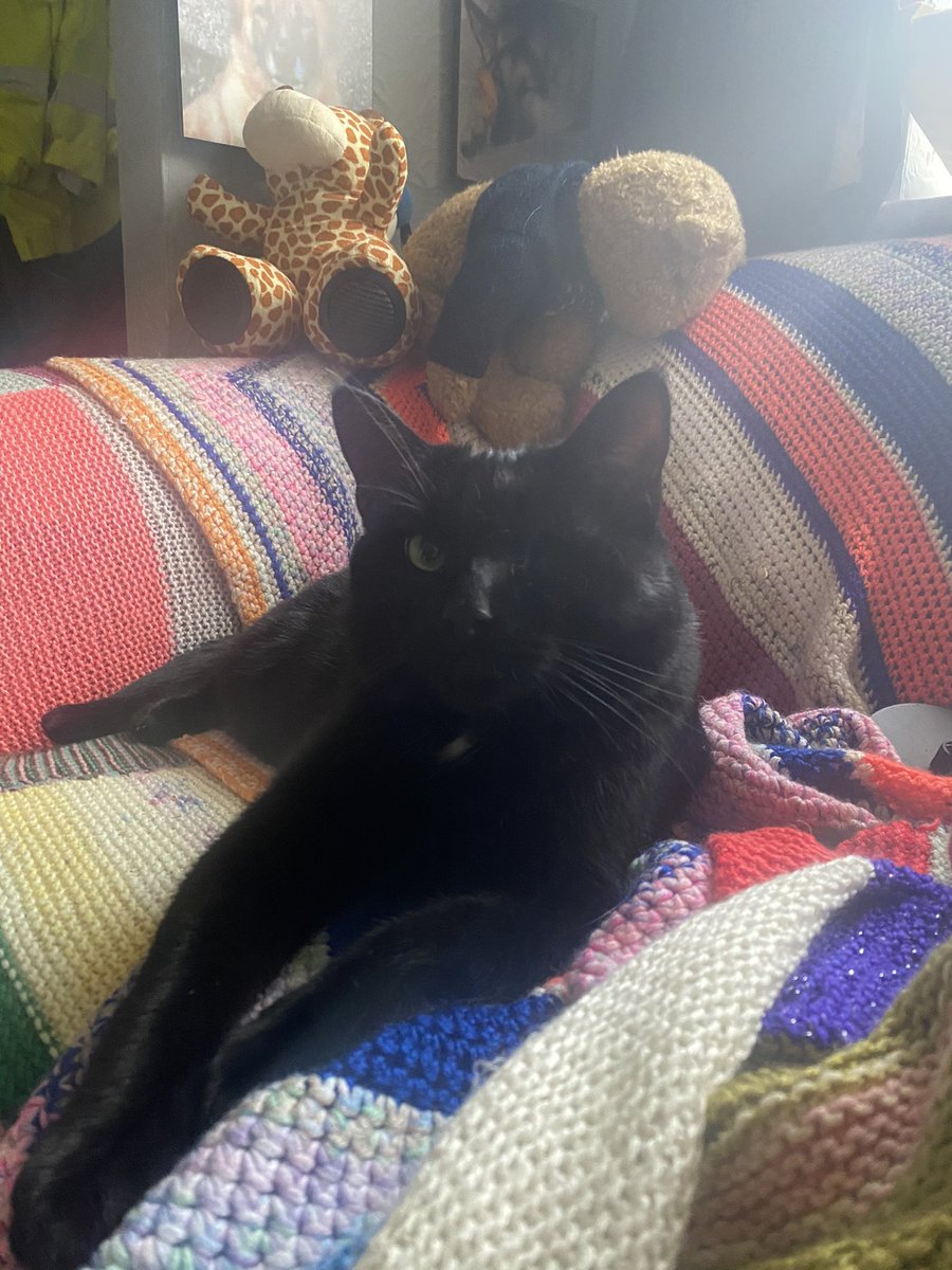 It’s finally #fursday , today’s busy task list.... sleep, eat, play ball, chase <a href="/Tweetthecat1/">Tweet The Cat</a> and be washed by <a href="/paddyskippyborg/">Skippy</a> but before all this must get some sleep #GoodNightTwitterWorld