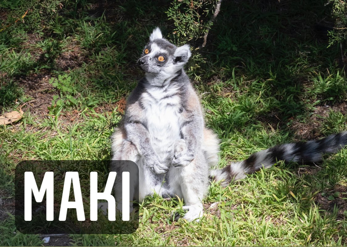 ⚠️ Missing Lemur ⚠️

#SanFrancisco we need your help in locating "Maki" the stolen Lemur! Maki is an endangered animal and requires specialized care. If spotted please dial 911 and be prepared to provide as much detail as possible ➡️ bit.ly/2SYNeUc