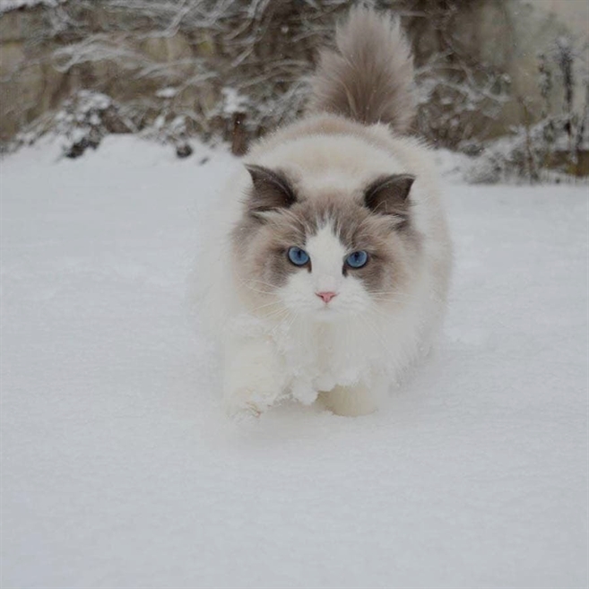 facekittens's tweet photo. https://t.co/K6b0DvTKvJ