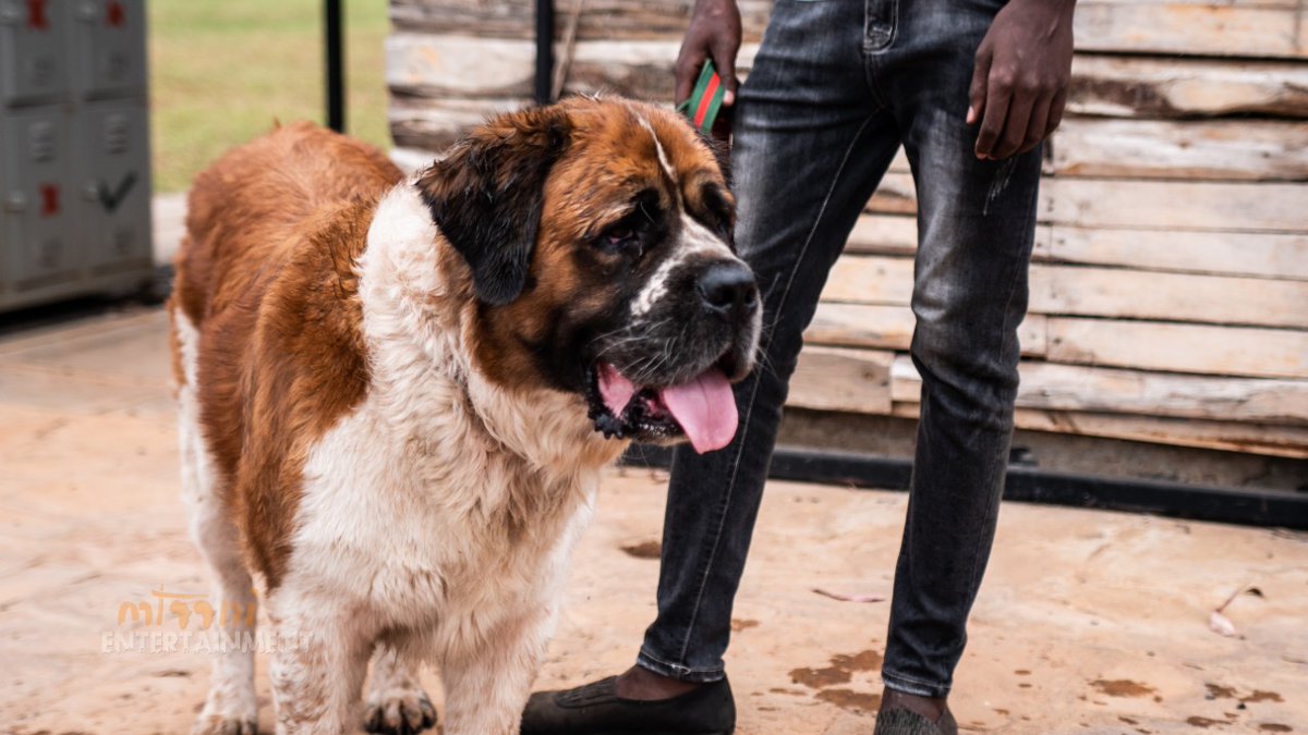 #Bruno the reigning Mr Dogtoberfest Kenya
@theroyalpets254
📷@mtaani254 
#doggosbeingdoggos #dogfestival #Dogtoberfest2020 #animalwelfare #animallovers #dogsofinstagram #dogmonth #dogshavingfun #stbernard #stbernardsofinstagram