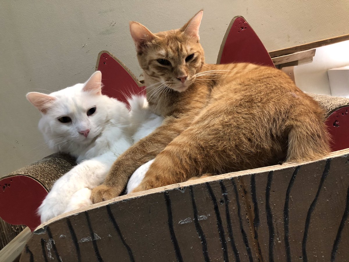 保護猫カフェととの森 本日のぎゅっ ととの森 ねこ ネコ 猫 猫カフェ Cat ねこ部 ねこ好き もふもふ Cats 里親 Lovecats 猫カフェととの森 八千代 船橋 カフェ カフェ部 Cafe ととの森photo T Co 3h9sgiwt