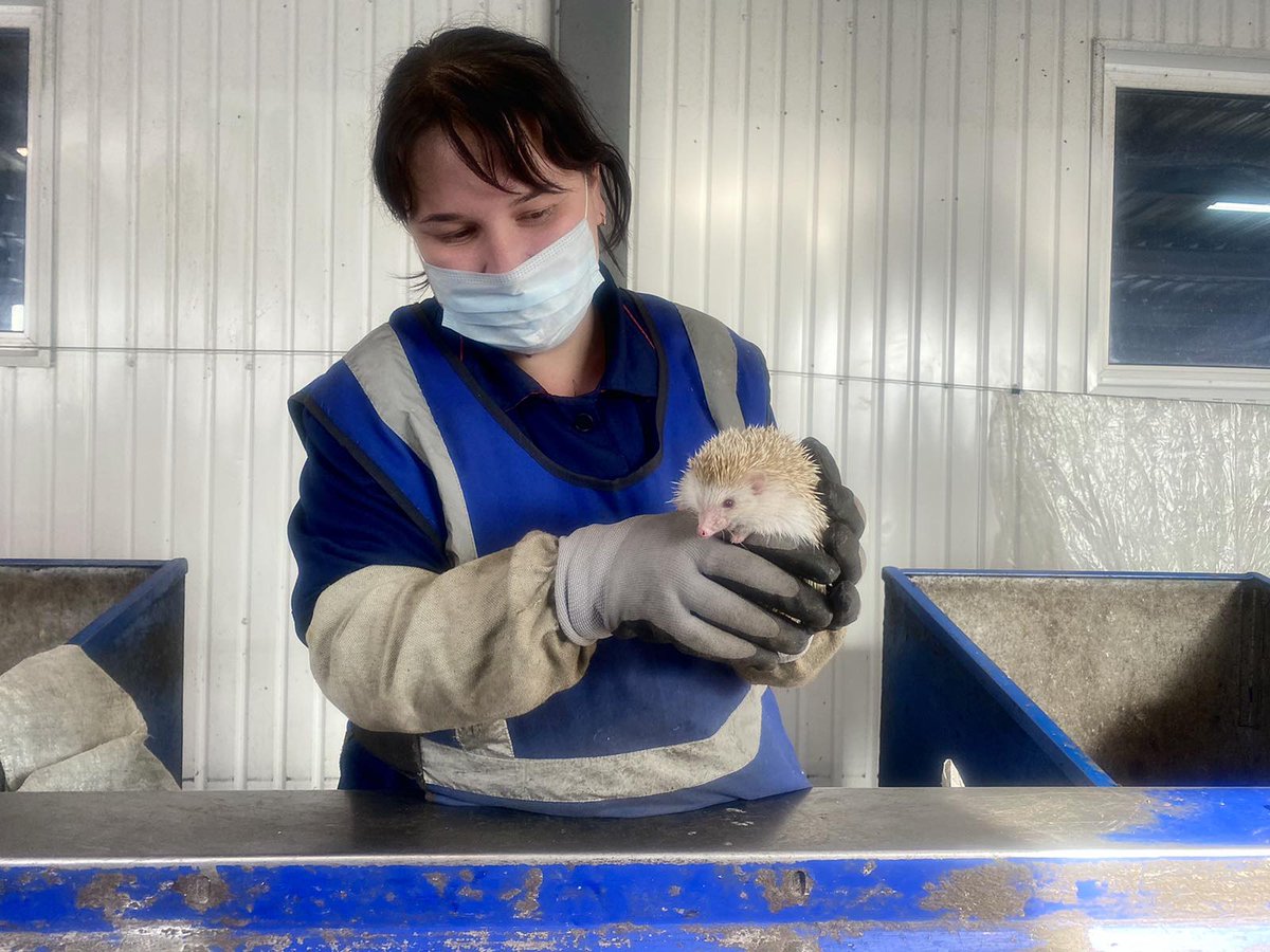 В минувшие выходные на Мусоросортировочном комплексе регионального оператора #Горкомхоз при сортировке отходов спасли ежа! Его обнаружили в смятой картонной коробке, которая попала на конвейерную ленту вместе с остальным мусором. 

Подробнее: tko73.ru/%D1%87%D1%83%D…