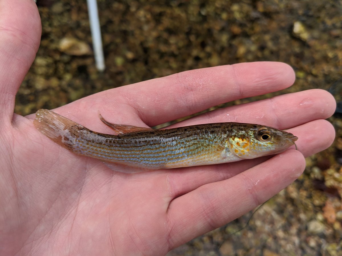 DavidFleshman10's tweet photo. @AquaticLife13 Nice one from Bull Creek! https://t.co/wVdGQT8nGE