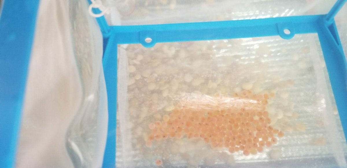 TroutUnlimited's tweet image. TU's #TroutInTheClassroom tank at the #Trailside Museum in Cross River, N.Y., has news residents. Yup... the trout eggs are here! bit.ly/36Z6hWU #TIC #TICNYC @WestchesterPark