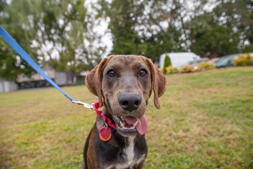 HomeforGoodDogs's tweet image. Meet the playful, energetic, Pumpkin! This silly and goofy girl is a 10-month-old Labrador Retriever/Hound mix weighing the perfect medium size of 44lbs almost fully grown! Pumpkin cannot wait to meet and play with her FUR-ever parents! To adopt: buff.ly/2N5jBNB