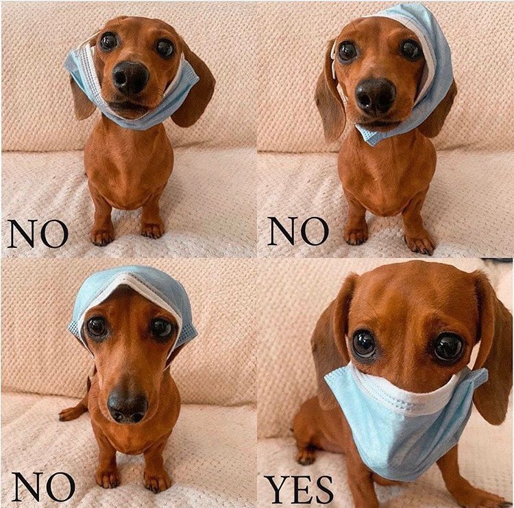 DrSteveCook's tweet image. Great time having a pediatric interest group talk with Med students from @UR_Med @urochestermed @URMed_GCH @GCHPedsChair @PedsUrmc @URMCPedsChiefs #MaskUpNY #StaySixFeetApart