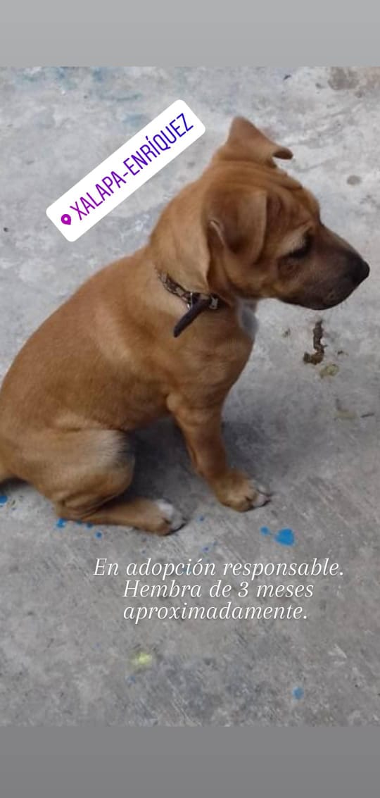 Soy_Xalapa tweet picture