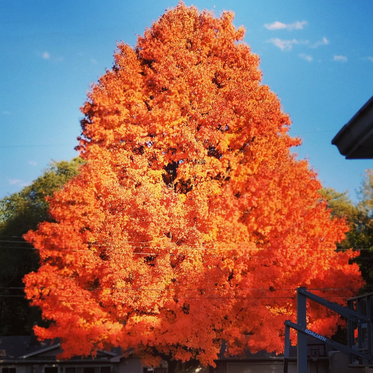 From my front door to yours! <a href="/3_325thAirborne/">Dan Thomas</a> <a href="/ABCWorldNews/">World News Tonight</a> <a href="/DavidMuir/">David Muir</a> <a href="/Ginger_Zee/">Ginger Zee</a> #autumn #puremichigan <a href="/MLive/">MLive</a>