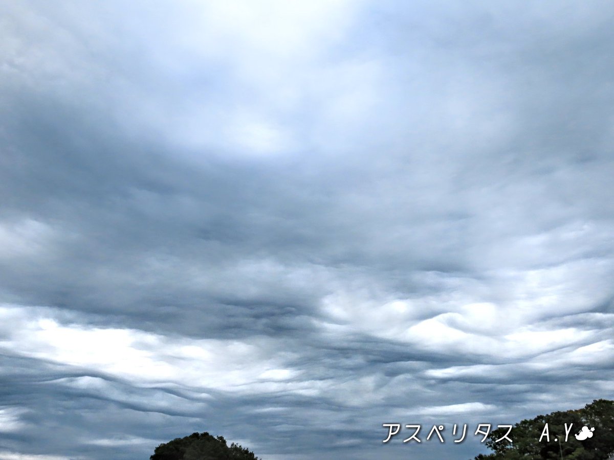 yumeasutw's tweet photo. #うね雲 が広がり
南東の雲底が荒々しく波打つ
涼しい木曜日の朝☁️
只今の気温🌡️17℃
本日の最高気温🌡️17℃前後
曇り☁️
日中も涼しく午後は北東の風が吹く予報です。俄か雨にご用心です🌂
#イマソラ
#空の名前
#雲の教室
#層積雲
#アスペリタス
#アサガオ
#コスモス
#アオマツムシ
#a2020 #a1015 https://t.co/cV01WIzb7n