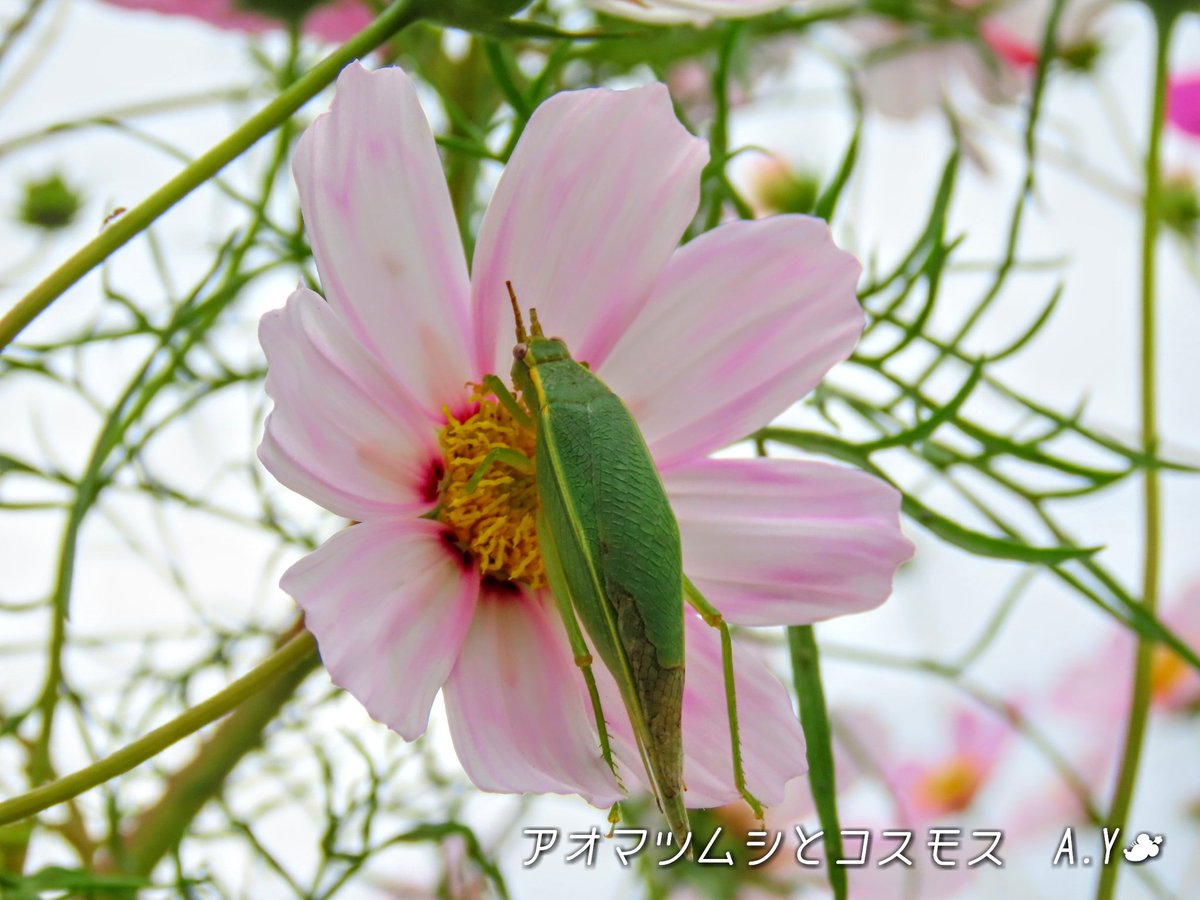 yumeasutw's tweet photo. #うね雲 が広がり
南東の雲底が荒々しく波打つ
涼しい木曜日の朝☁️
只今の気温🌡️17℃
本日の最高気温🌡️17℃前後
曇り☁️
日中も涼しく午後は北東の風が吹く予報です。俄か雨にご用心です🌂
#イマソラ
#空の名前
#雲の教室
#層積雲
#アスペリタス
#アサガオ
#コスモス
#アオマツムシ
#a2020 #a1015 https://t.co/cV01WIzb7n