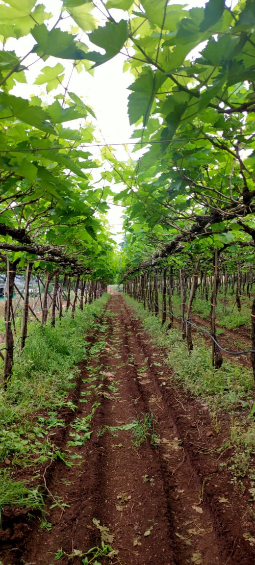 Mandi_Gate's tweet photo. Team #MandiGate visited Grape orchards https://t.co/QWzTdLrAGC