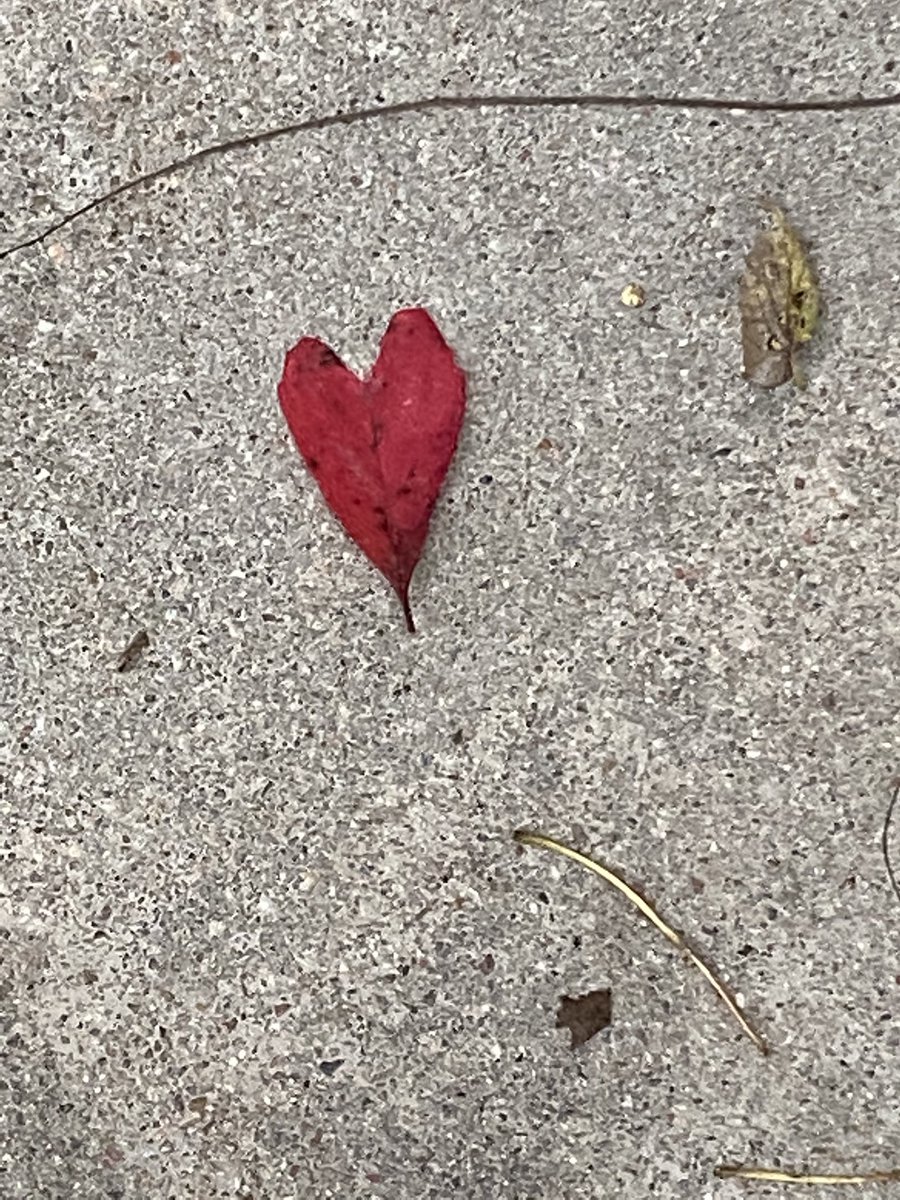 HomesteadNHP's tweet photo. This little heart had to make like a tree and leaf...but what a beautiful silhouette it created on its journey.
Not all poetry requires words. A photo is a creator’s perspective captured in light.
#HomesteadNM #WriteOut #worldofhearts #MidwestNPS https://t.co/dhmUqM9yp5