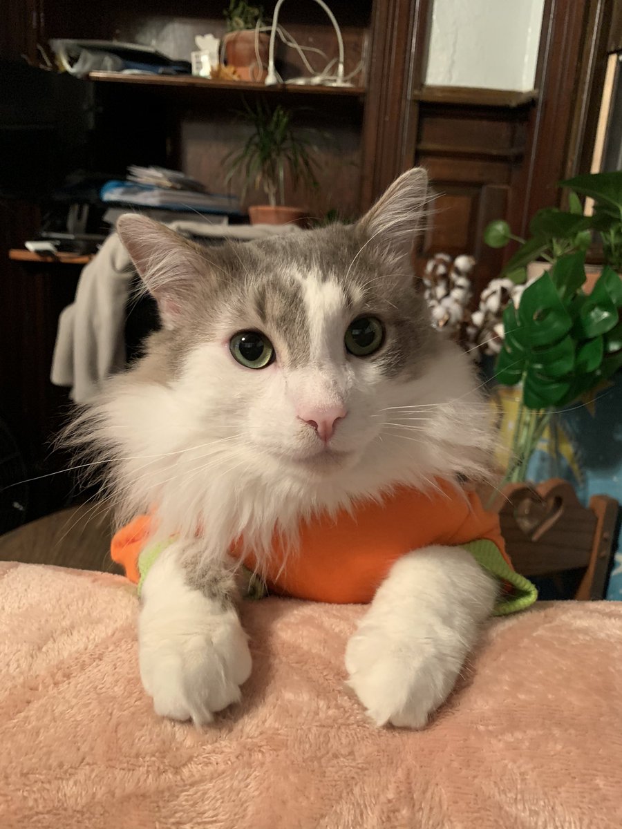 KSmithFive's tweet photo. @docbertholomey @_DrOctothorpe_ @ThuHuynhPhD @thetracysimone @neuroayogi @vagutzeit @jlywagner This is Leo, he is 3-ish and enjoys yelling at anyone not actively petting him, sitting in sinks and posing for photos at golden hour @tayler_sheahan https://t.co/pvlWRAeCHL