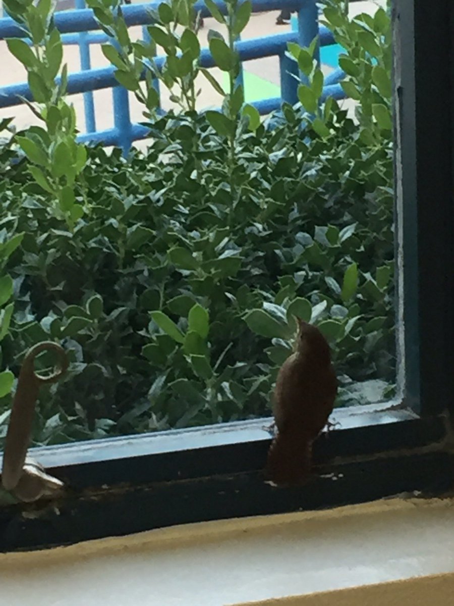 clausespindola's tweet photo. This morning a little friend came to visit our Pre-K friends #barronworldfamous https://t.co/8f31owEib1