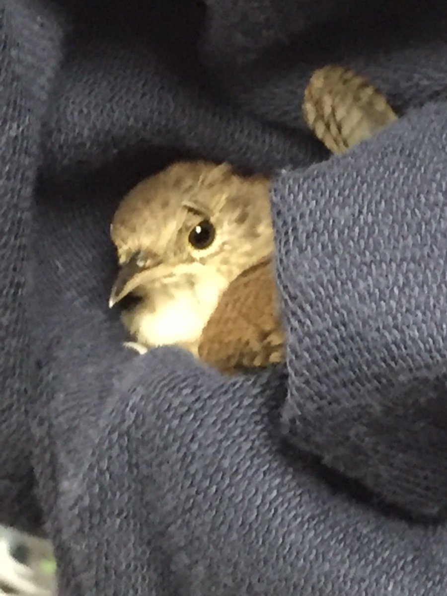 clausespindola's tweet photo. This morning a little friend came to visit our Pre-K friends #barronworldfamous https://t.co/8f31owEib1