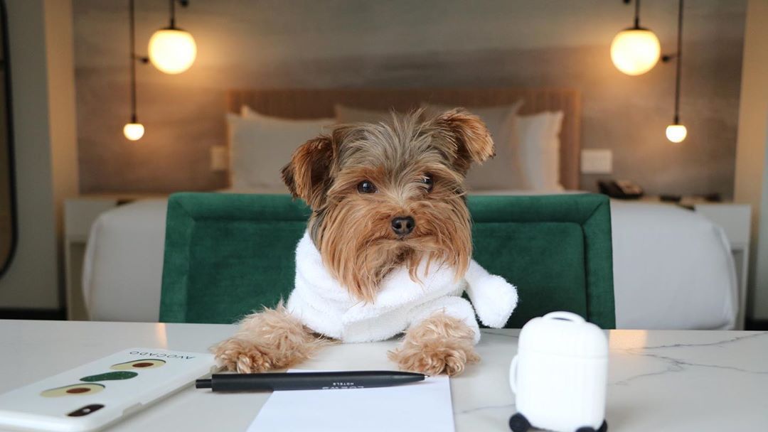 Working remote has its benefits and we are here for it with complimentary Wi-Fi and ergonomic work desks. (📷: <a href="/NapaTheYorkie/">Napa the Yorkie</a>)  

#LoewsHotels #LoewsHotel1000 #WelcomingYouLikeFamily #LoewsLovesPets